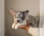 Small Photo #3 French Bulldog Puppy For Sale in PLAYA VISTA, CA, USA