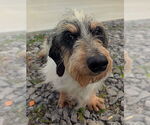 Small #4 Dachshund