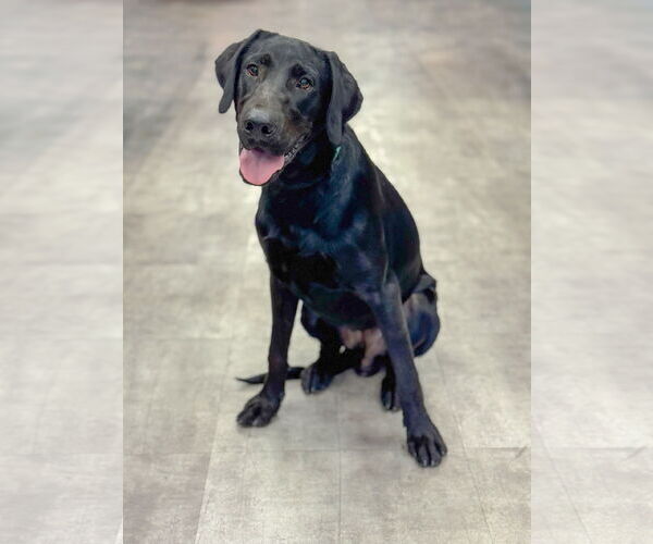 Medium Photo #3 Labrador Retriever Puppy For Sale in PIPE CREEK, TX, USA