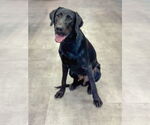 Small #2 Labrador Retriever