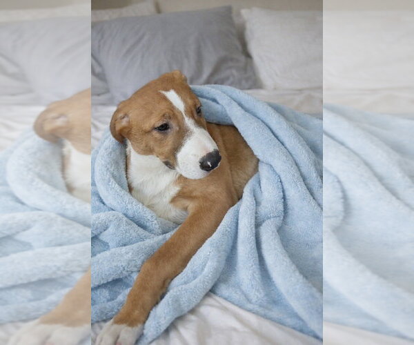 Medium Photo #7 Labrador Retriever Puppy For Sale in San Diego, CA, USA
