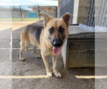 Small German Shepherd Dog Mix
