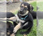 Small #4 German Shepherd Dog