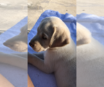 Small Photo #4 Labrador Retriever Puppy For Sale in GULFPORT, FL, USA