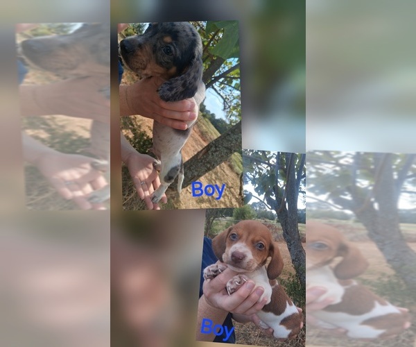 Medium Photo #1 Dachshund Puppy For Sale in SUMNER, TX, USA