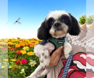 Father of the Shih Tzu puppies born on 07/01/2025