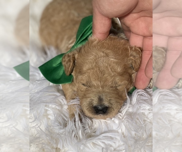 Medium Photo #8 Poodle (Standard) Puppy For Sale in PORTERVILLE, CA, USA