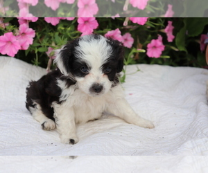 Aussie-Poo Puppy for sale in SHILOH, OH, USA
