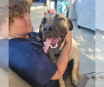 Small #1 Mutt