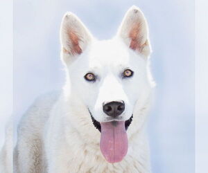 German Shepherd Dog Dogs for adoption in Pasadena, CA, USA