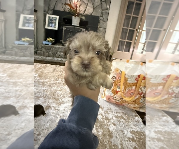 Medium Photo #2 Schnoodle (Miniature) Puppy For Sale in DINWIDDIE, VA, USA