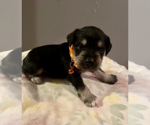 Schnauzer (Miniature) Puppy for sale in WESTVILLE, OK, USA