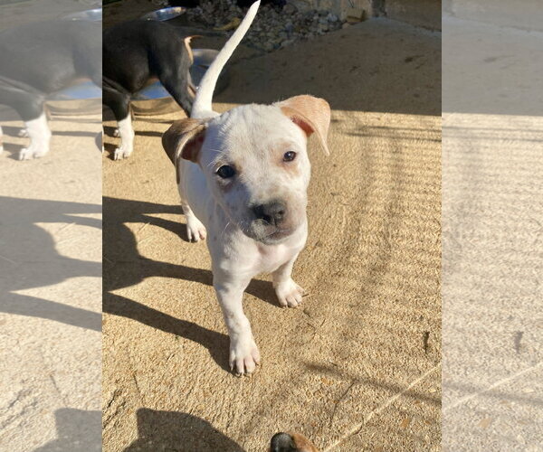 Medium Photo #2 Mutt Puppy For Sale in Hillsboro, MO, USA