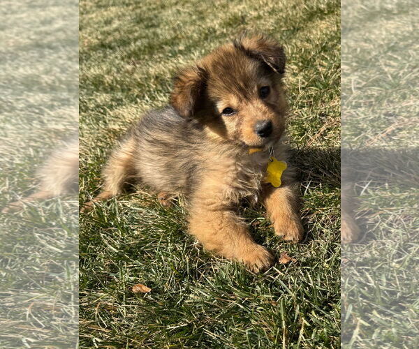 Medium Photo #4 Collie-Unknown Mix Puppy For Sale in Sandy, UT, USA