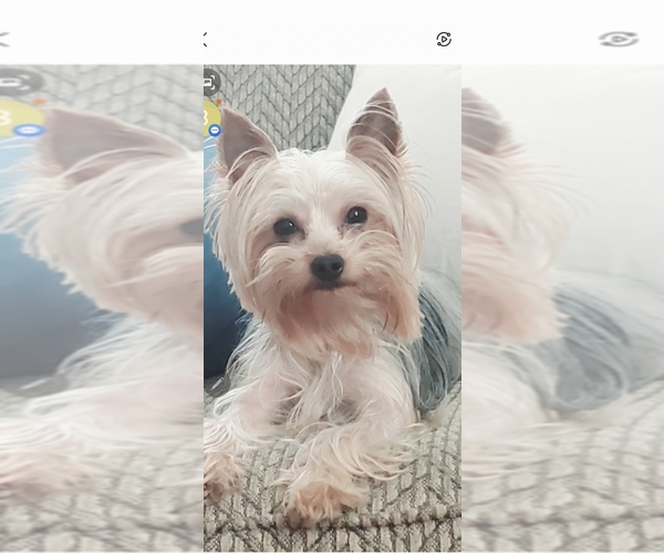 Medium Photo #1 Yorkshire Terrier Puppy For Sale in SALEM, OR, USA