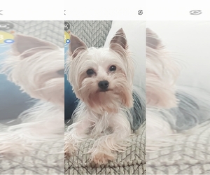 Father of the Yorkshire Terrier puppies born on 05/17/2025