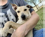Small #18 Dachshund Mix