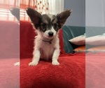Puppy Max Papillon