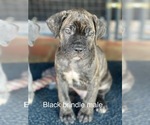 Puppy brindle male Cane Corso