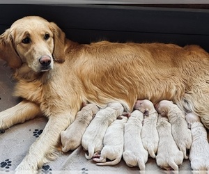 Mother of the Golden Retriever puppies born on 04/05/2023