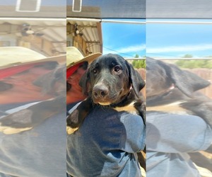 Labrador Retriever-Unknown Mix Dogs for adoption in San Diego, CA, USA