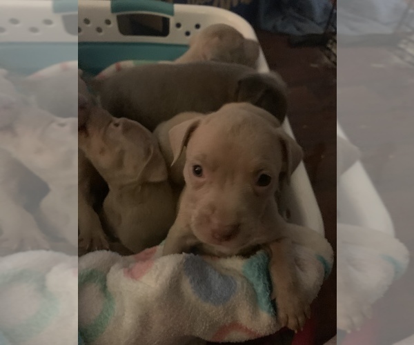 Medium Photo #9 American Pit Bull Terrier Puppy For Sale in WILLOW SPRING, NC, USA