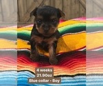 Small Photo #3 Yorkshire Terrier Puppy For Sale in HACIENDA HEIGHTS, CA, USA