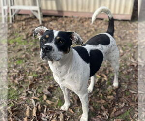 American Pit Bull Terrier Dogs for adoption in Oakhurst, NJ, USA