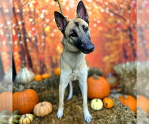 Mutt Dogs for adoption in Long Beach, CA, USA