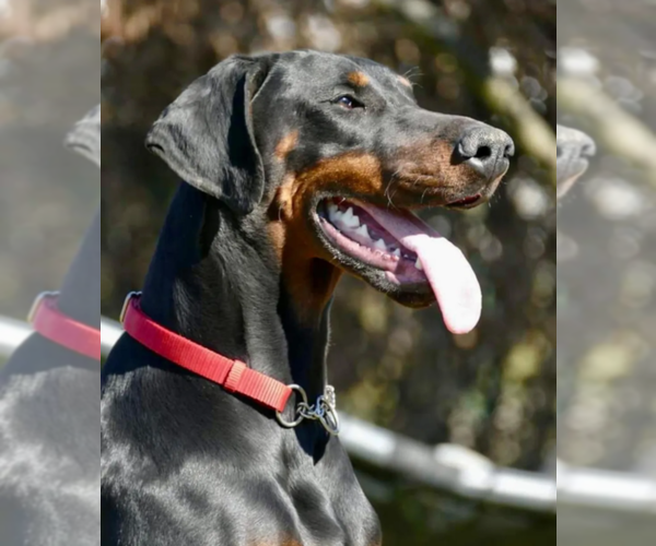 Medium Photo #1 Doberman Pinscher Puppy For Sale in FORT LAUDERDALE, FL, USA