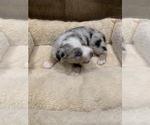 Small Photo #24 Miniature Australian Shepherd Puppy For Sale in ARDMORE, OK, USA
