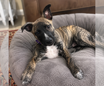 Small #9 German Shepherd Dog Mix