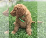 Small Photo #6 Goldendoodle Puppy For Sale in BOWLING GREEN, KY, USA