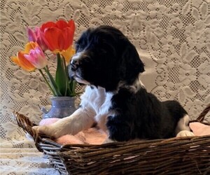 English Springer Spaniel Puppy for sale in OWEN, WI, USA
