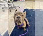 Small #4 French Bulldog