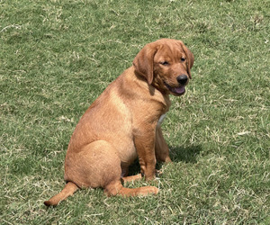 Labrador Retriever Puppy for sale in BLUFF DALE, TX, USA
