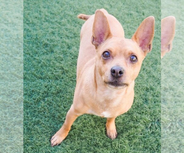 Medium Photo #7 Chipin Puppy For Sale in phoenix, AZ, USA