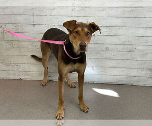 German Shepherd Dog-Unknown Mix Dogs for adoption in San Bernardino, CA, USA