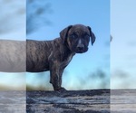 Small #12 Catahoula Leopard Dog