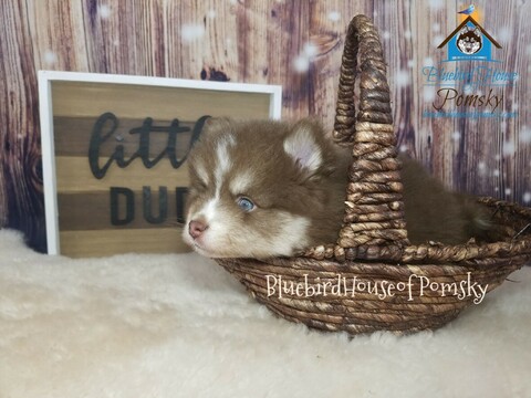 Medium Photo #8 Pomsky Puppy For Sale in ANDOVER, MN, USA