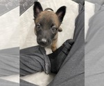 Small Photo #141 Belgian Malinois Puppy For Sale in REESEVILLE, WI, USA
