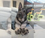 Small #2 German Shepherd Dog