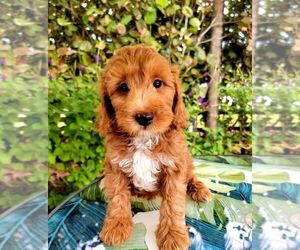 Labradoodle Puppy for sale in ROCKFORD, MI, USA