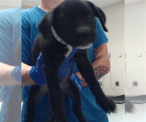 Labrador Retriever-Unknown Mix Dogs for adoption in Fayetteville, NC, USA