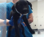 Small Labrador Retriever Mix