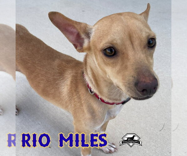 Medium Photo #8 Dachshund-Unknown Mix Puppy For Sale in San Antonio, TX, USA