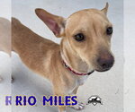 Small Photo #8 Dachshund-Unknown Mix Puppy For Sale in San Antonio, TX, USA