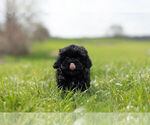 Small Photo #8 ShihPoo Puppy For Sale in WARSAW, IN, USA
