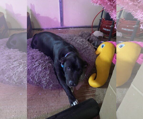 Medium Photo #2 Bulldog-Unknown Mix Puppy For Sale in Atlanta, GA, USA