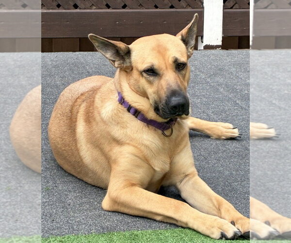 Medium Photo #3 Shepradors Puppy For Sale in Minneapolis, MN, USA